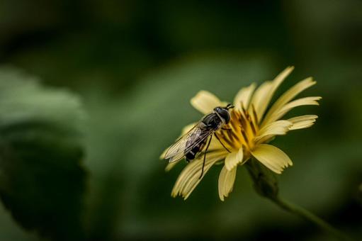 ＜素材＞花の間を飛び回るハナアブの仲間 ハナアブ,アキノノゲシ,花の写真素材