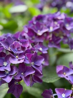 紫陽花の写真