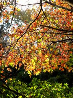 紅葉の進む郊外の林道風景 紅葉,木,葉の写真素材