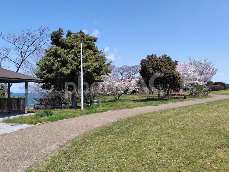 せんなん里海公園　木々と東屋 風景,自然,グリーンの写真素材