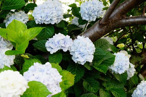 紫陽花 紫陽花 紫陽花,植物,6月の写真素材