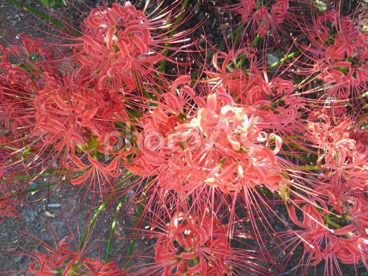 彼岸花！秋の気配を感じます 彼岸花,ヒガンバナ,曼殊沙華の写真素材
