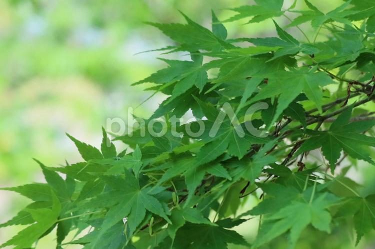 新緑のもみじ 新緑,青モミジ,緑の写真素材