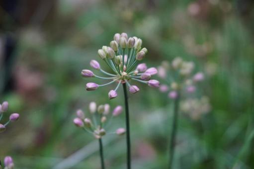 ヤマラッキョウの写真