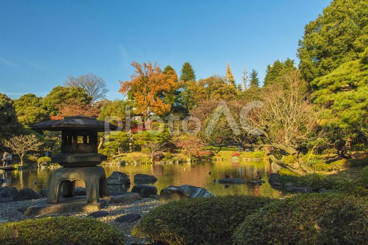 旧古河庭園の秋模様 古河庭園,旧古河庭園,庭園の写真素材