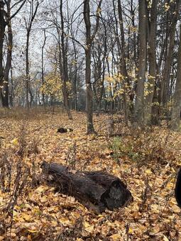晩秋の湿った森と倒木＠ニューヨーク郊外 秋,紅葉,落ち葉の写真素材