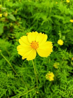 黄色いコスモスの写真