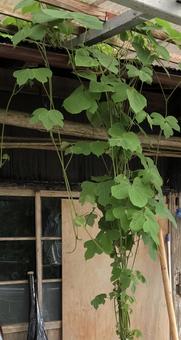 侵入 葉,植物,つる植物の写真素材