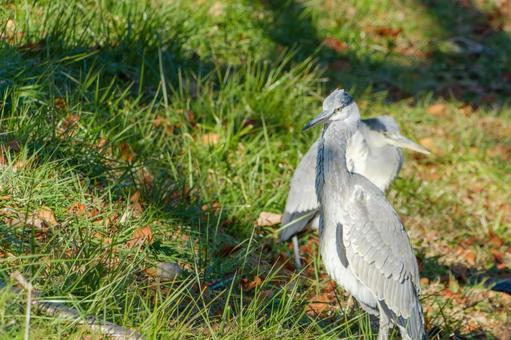 草むらで休むアオサギの若鳥 草むらで休むアオサギの若鳥 アオサギ,鳥,野鳥の写真素材