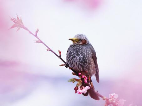 桜の枝にとまるヒヨドリ 鳥,ヒヨドリ,春の写真素材