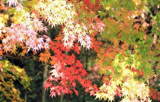 カラフルなもみじの紅葉 紅葉,もみじ,カエデの写真素材