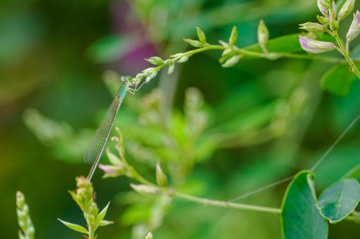 イトトンボ⑾ 昆虫,トンボ,イトトンボの写真素材
