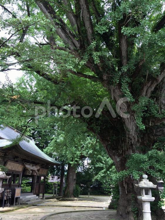 イチョウの大木 イチョウ,大木,樹齢の写真素材