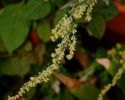 風にそよぐ、ヨモギの小さな花たちの写真