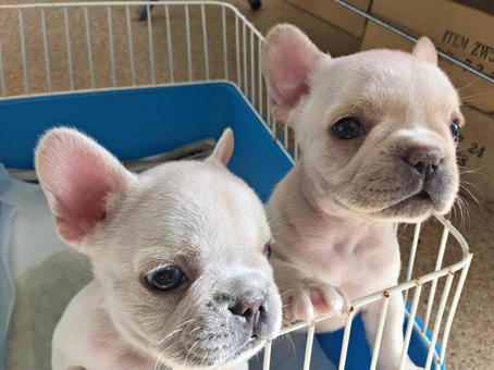 フレンチブル 子犬 フレンチブル 子犬の写真