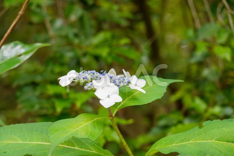 新緑の森で咲く白い額紫陽花 額紫陽花,花,アジサイの写真素材
