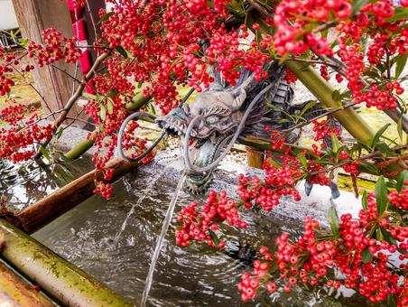 南天の紅と龍の清水と 二宮神社,手水舎,神社の写真素材