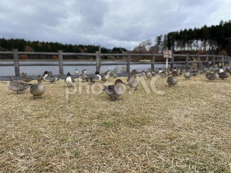 冬の訪れ 鳥,公園,湖の写真素材