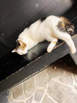 リラックスした白猫の昼寝 リラックスした白猫の昼寝 猫,休息,昼寝の写真素材