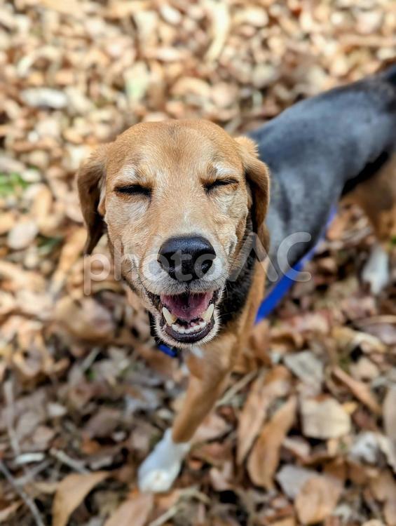楽しくてしょうがないっ！ 犬,ビーグル,笑顔の写真素材