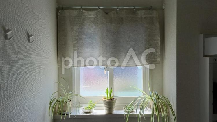 西日を避ける窓際のカーテンと観葉植物 植物,観葉植物,窓際の写真素材