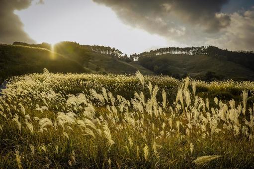 Japanese silver grass, JPG