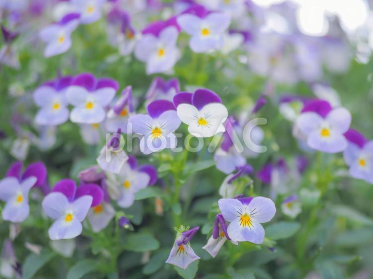 一面に咲くビオラの花の写真 花,夏,ビオラの写真素材