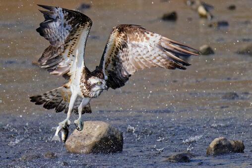魚捕りに成功して持ち帰るミサゴ ミサゴ,鶚,ウオタカの写真素材