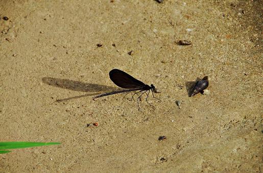 Photo, hagorotorbo, haguro dragonfly, longhorn, 