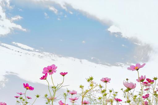 淡い青空に咲く鮮やかなピンクのコスモス コスモス,秋桜,花の写真素材