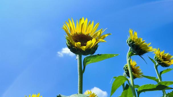 夏を抱きしめる花畑 夏を抱きしめる花畑の写真