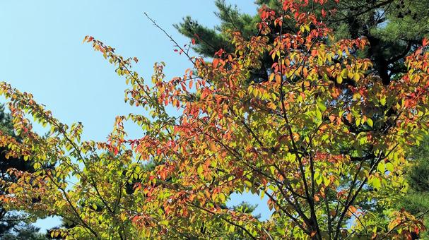 初秋の紅葉 富士見高原 初秋の紅葉 富士見高原の写真
