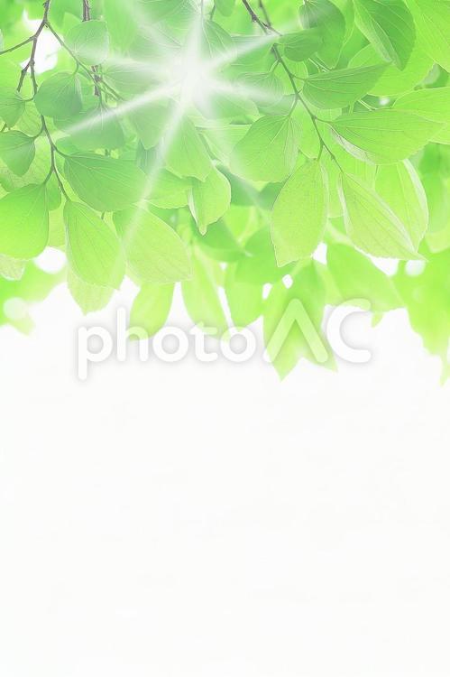 いっぱいの新緑の若葉　エノキの葉っぱ 新緑,若葉,エノキの写真素材