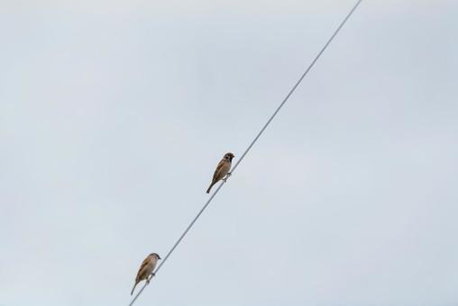 電線に止まって辺りを見回すスズメたち 電線に止まって辺りを見回すスズメたち スズメ,小鳥,野鳥の写真素材