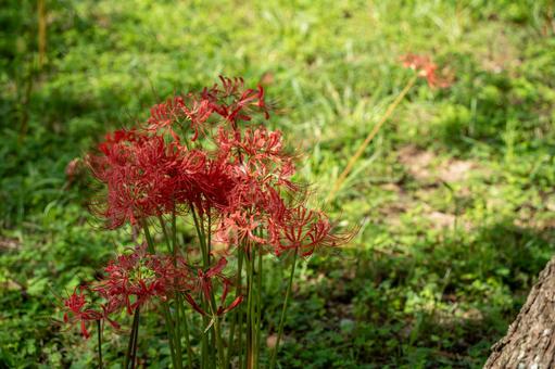 9月の花見 9月の花見 花畑,彼岸花,植物の写真素材