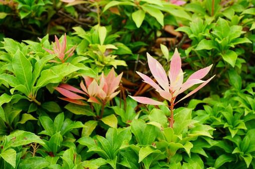 馬酔木の新芽 馬酔木の新芽 馬酔木,新芽,植物の写真素材