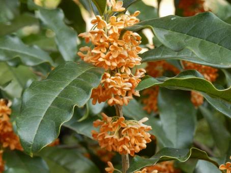 【花の写真】キンモクセイ（金木犀） キンモクセイ,金木犀,植物の写真素材