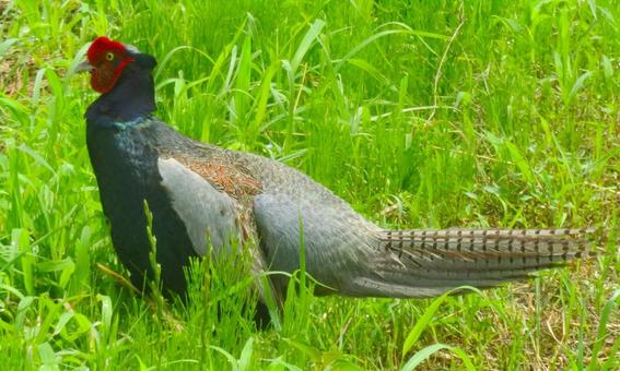 近所のキジさん 近所のキジさん 鳥,キジ,バードウォッチングの写真素材