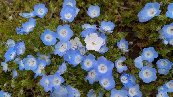 Photo, nemophila, light blue, flower, 
