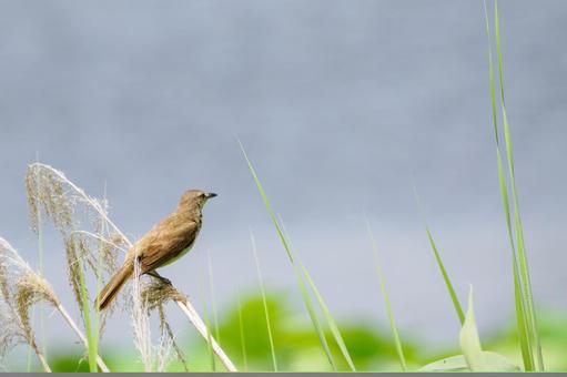 オオヨシキリ(72) オオヨシキリ(72) 鳥,オオヨシキリ,鳥類の写真素材