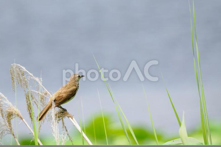 オオヨシキリ(72) 鳥,オオヨシキリ,鳥類の写真素材