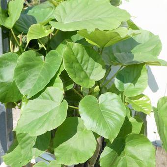 観葉植物 ウンベラータの葉 観葉植物 ウンベラータの葉の写真