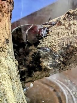 Photo, kokuwagata, stag beetle, insect, 
