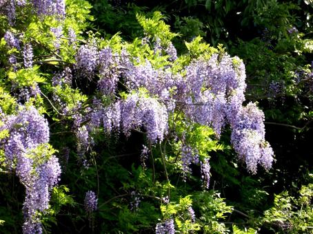 郊外の崖面に咲く藤の花 郊外の崖面に咲く藤の花 藤,花,植物の写真素材