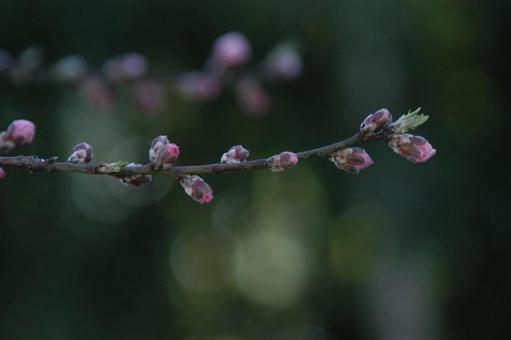 Photo, kwiaty, lei, peach, 