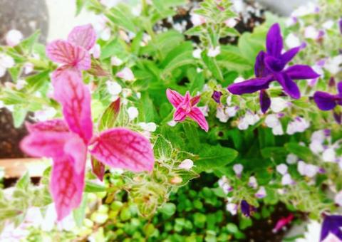 爽やかな花のある風景 爽やかな花のある風景の写真