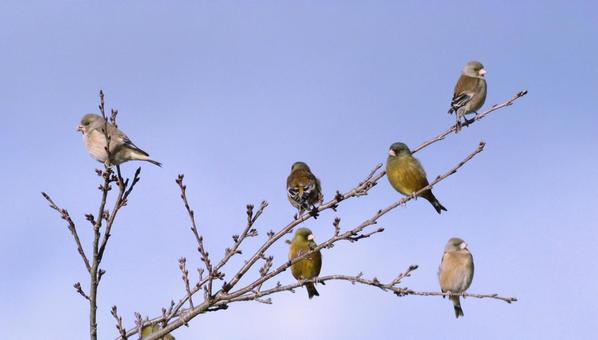 カワラヒワ群 カワラヒワ群の写真
