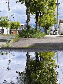 水たまりに映った街路樹 水たまりに映った街路樹 水たまり,街路樹,雨上がりの写真素材
