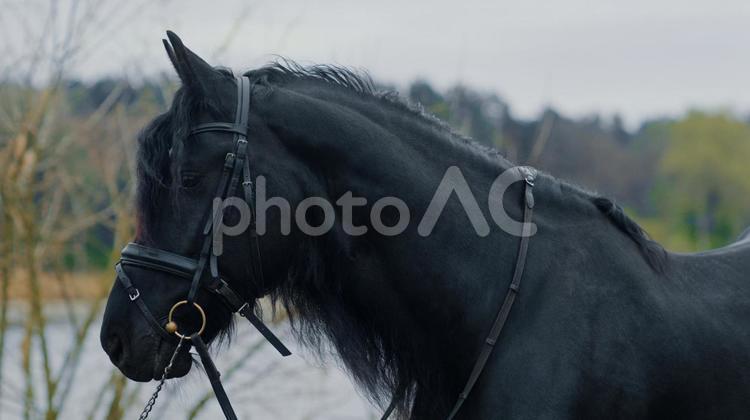 湖畔にたたずむ格好いい黒い馬 馬の顔,横顔,ワイルドの写真素材
