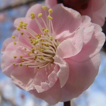 ウメ(梅) ウメ(梅)の写真